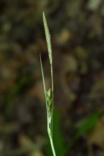 Carex impressinervia #11